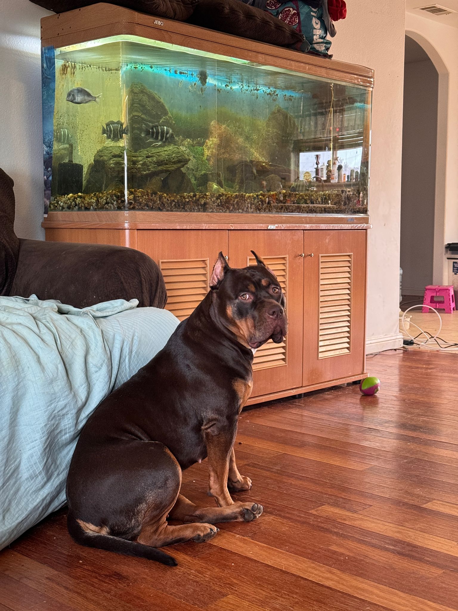 Dog Featured Image