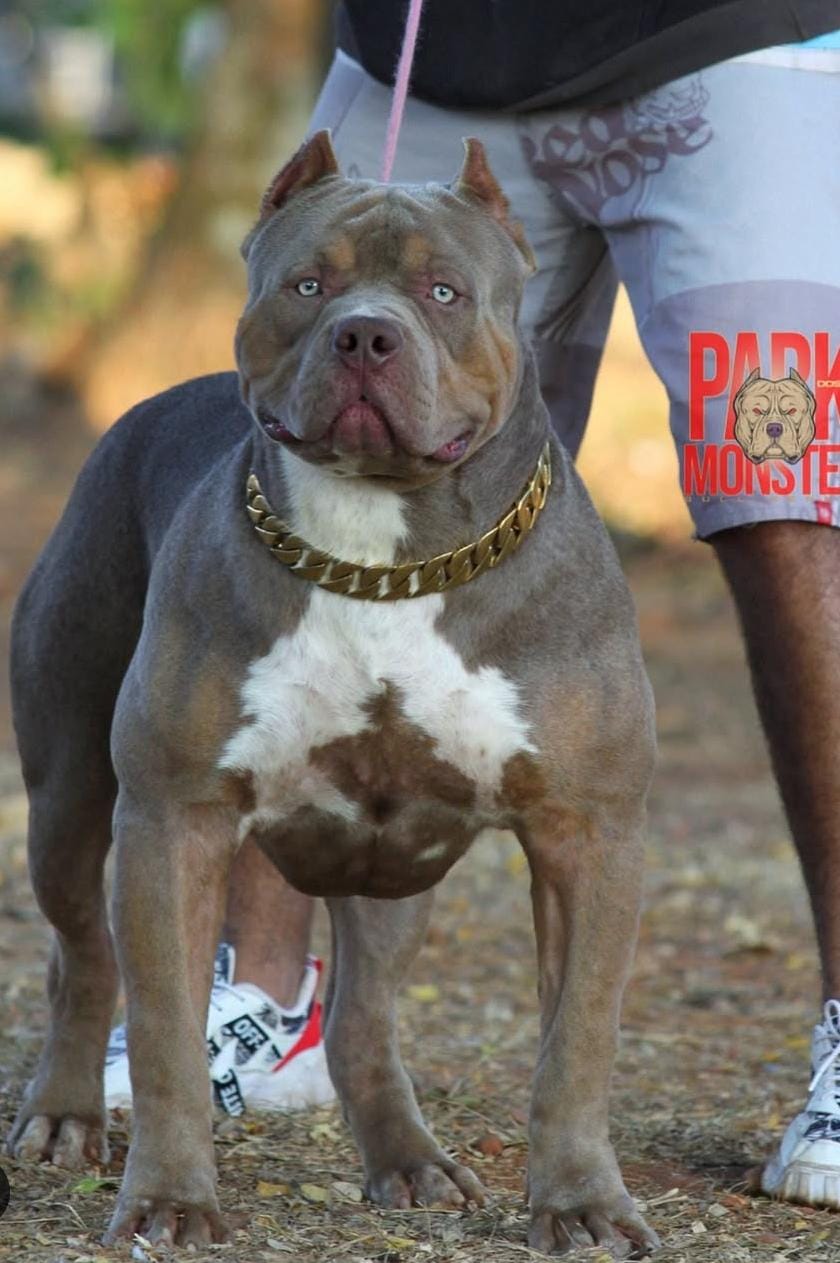 Dog Featured Image