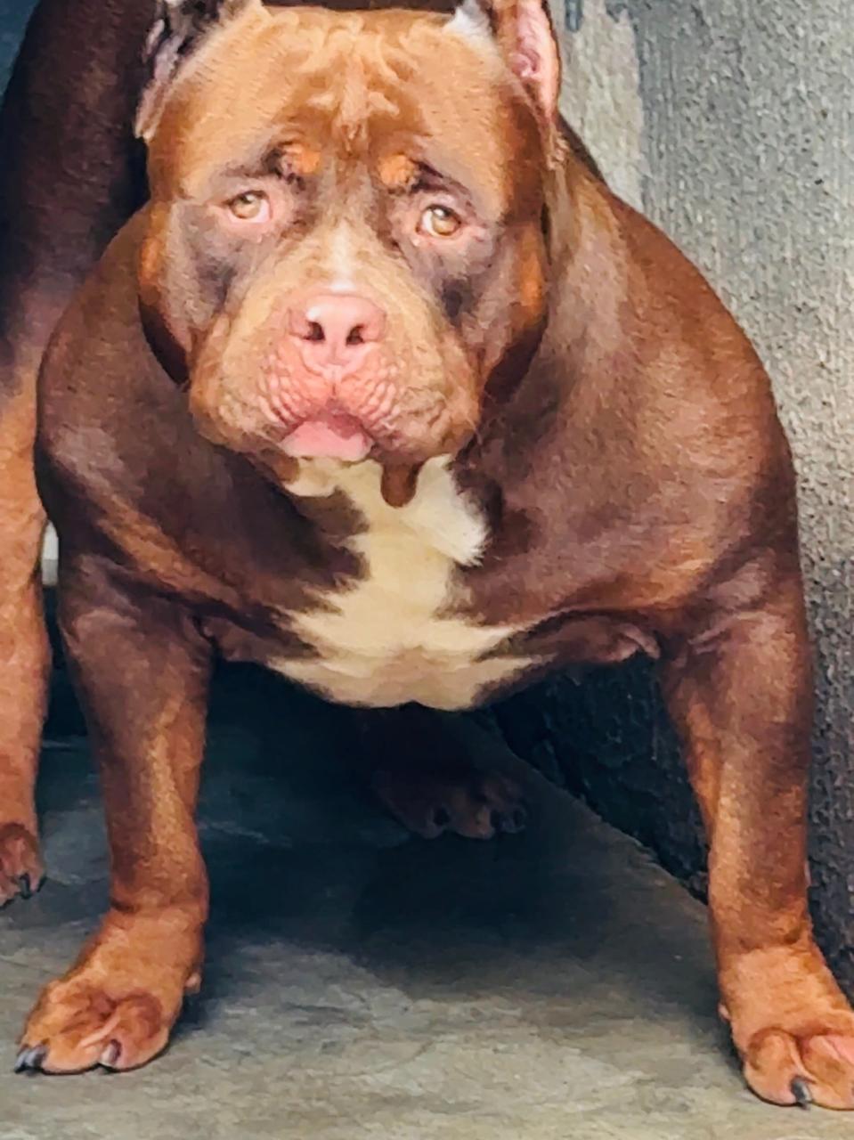 Dog Featured Image