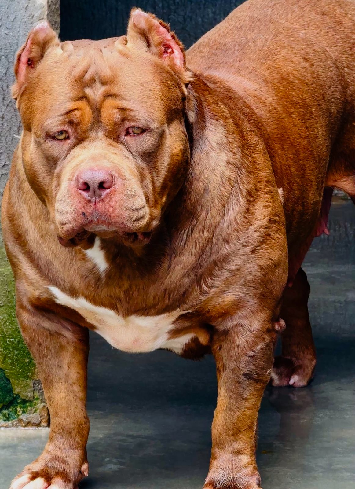 Dog Featured Image
