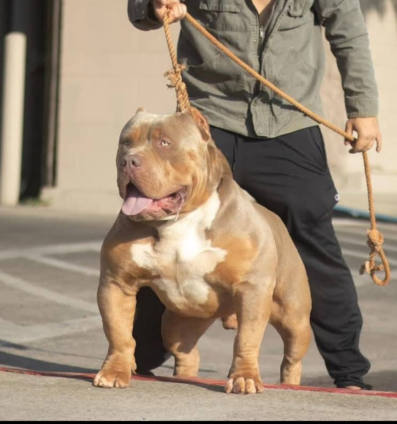Dog Featured Image