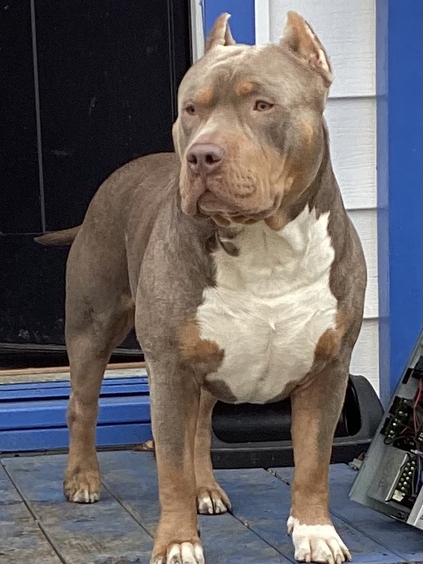 Dog Featured Image