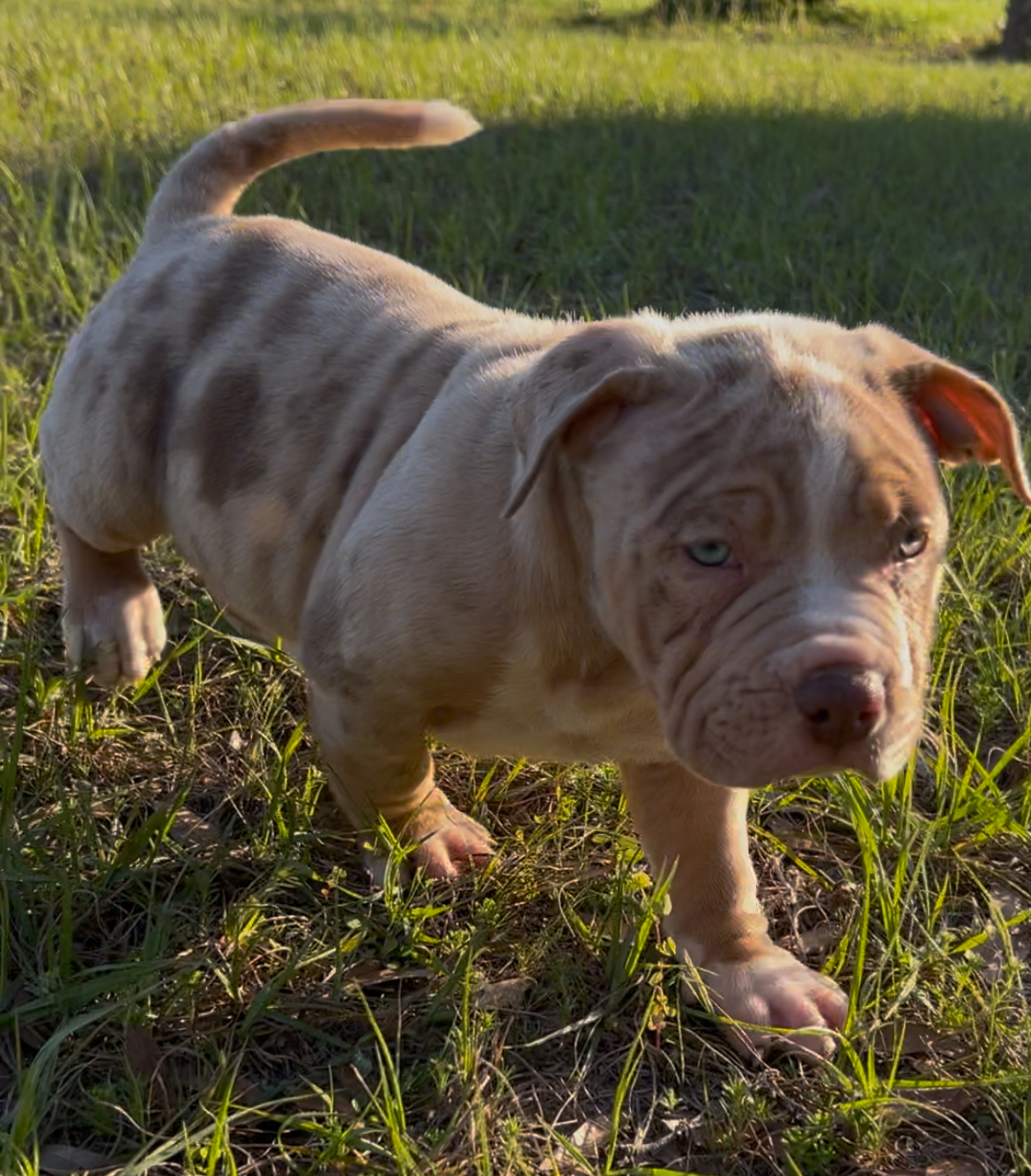 Dog Featured Image