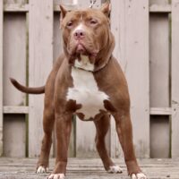 Thrace Bullies Ether