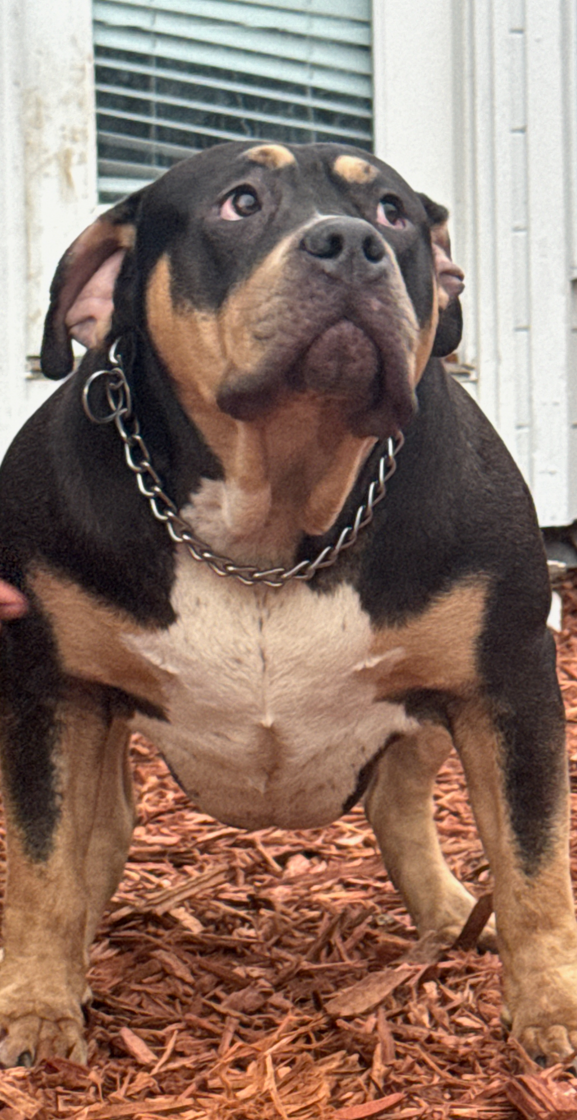 Dog Featured Image