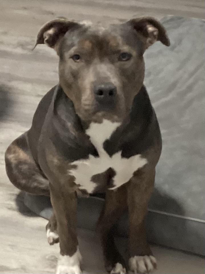 Dog Featured Image