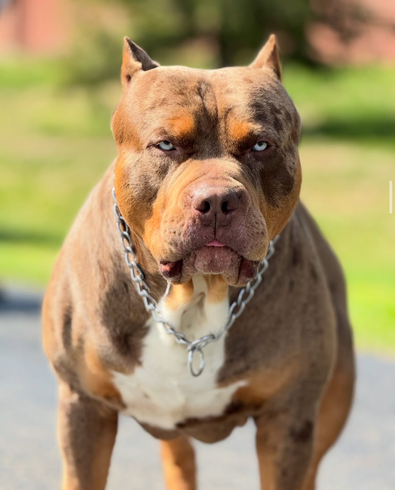 Dog Featured Image