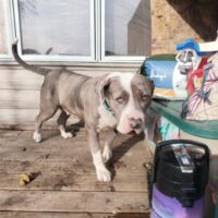 Dog Featured Image