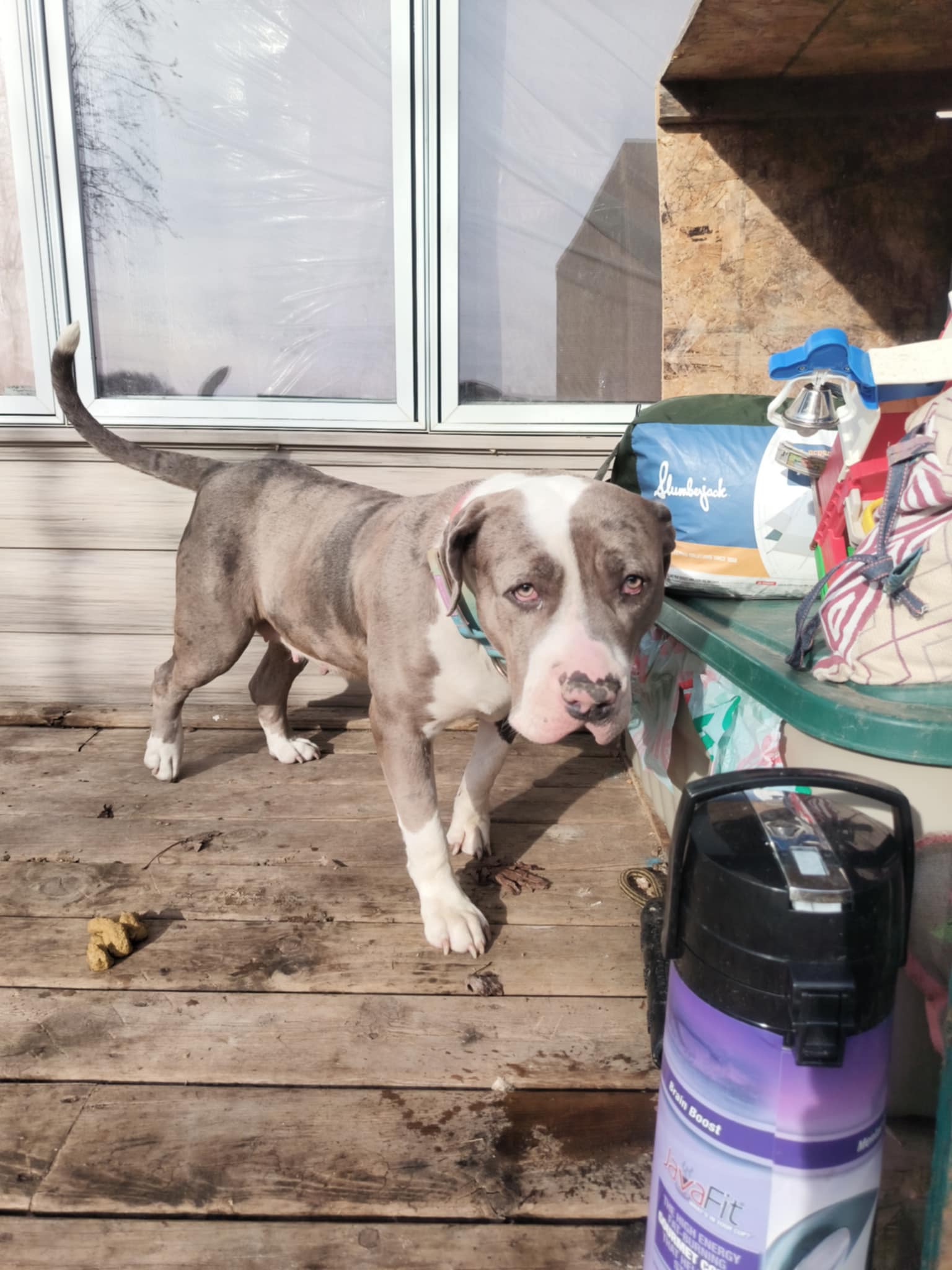 Dog Featured Image