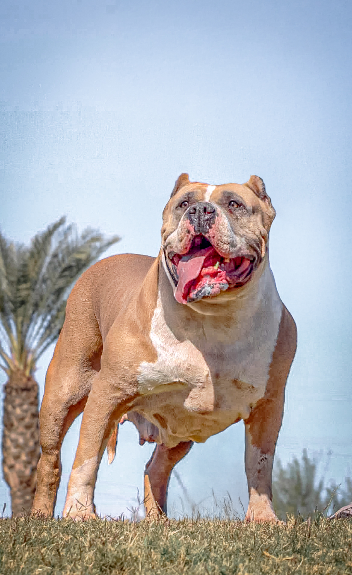 Dog Featured Image