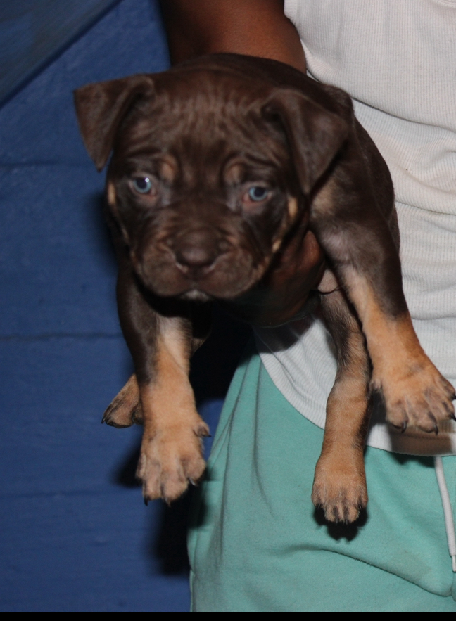 Dog Featured Image