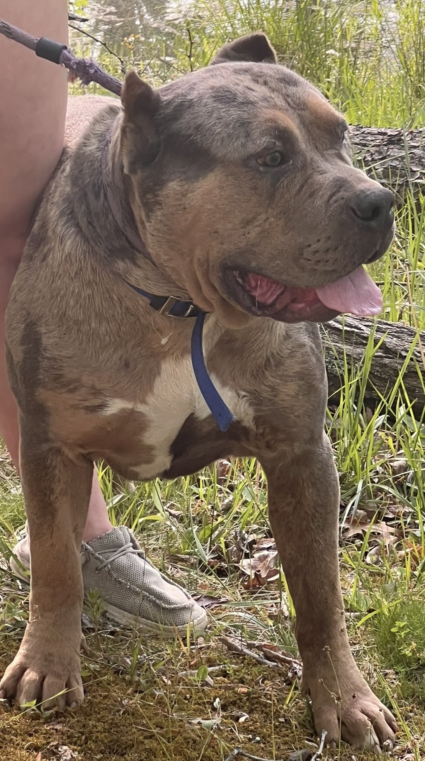 Dog Featured Image