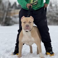 Dog Featured Image
