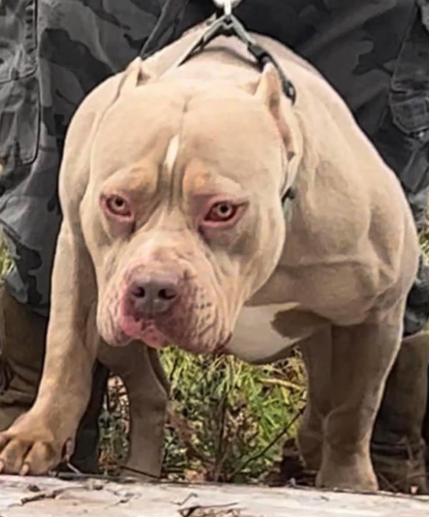 Dog Featured Image