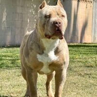 SoCalBullyConnection Raider