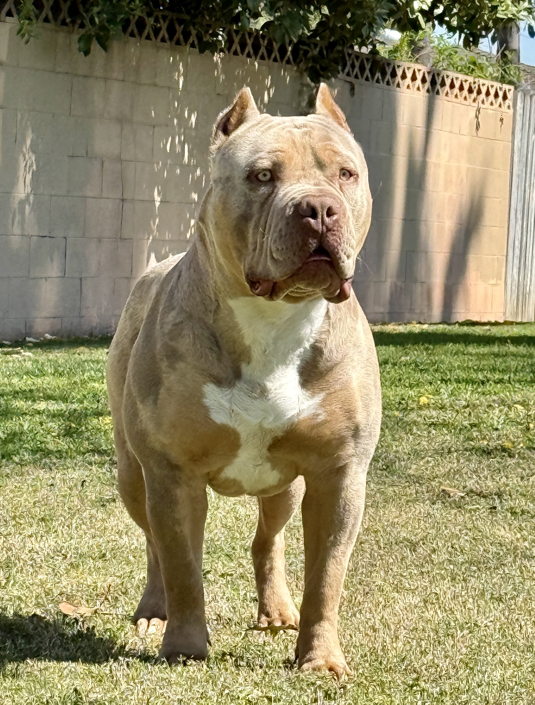 Dog Featured Image