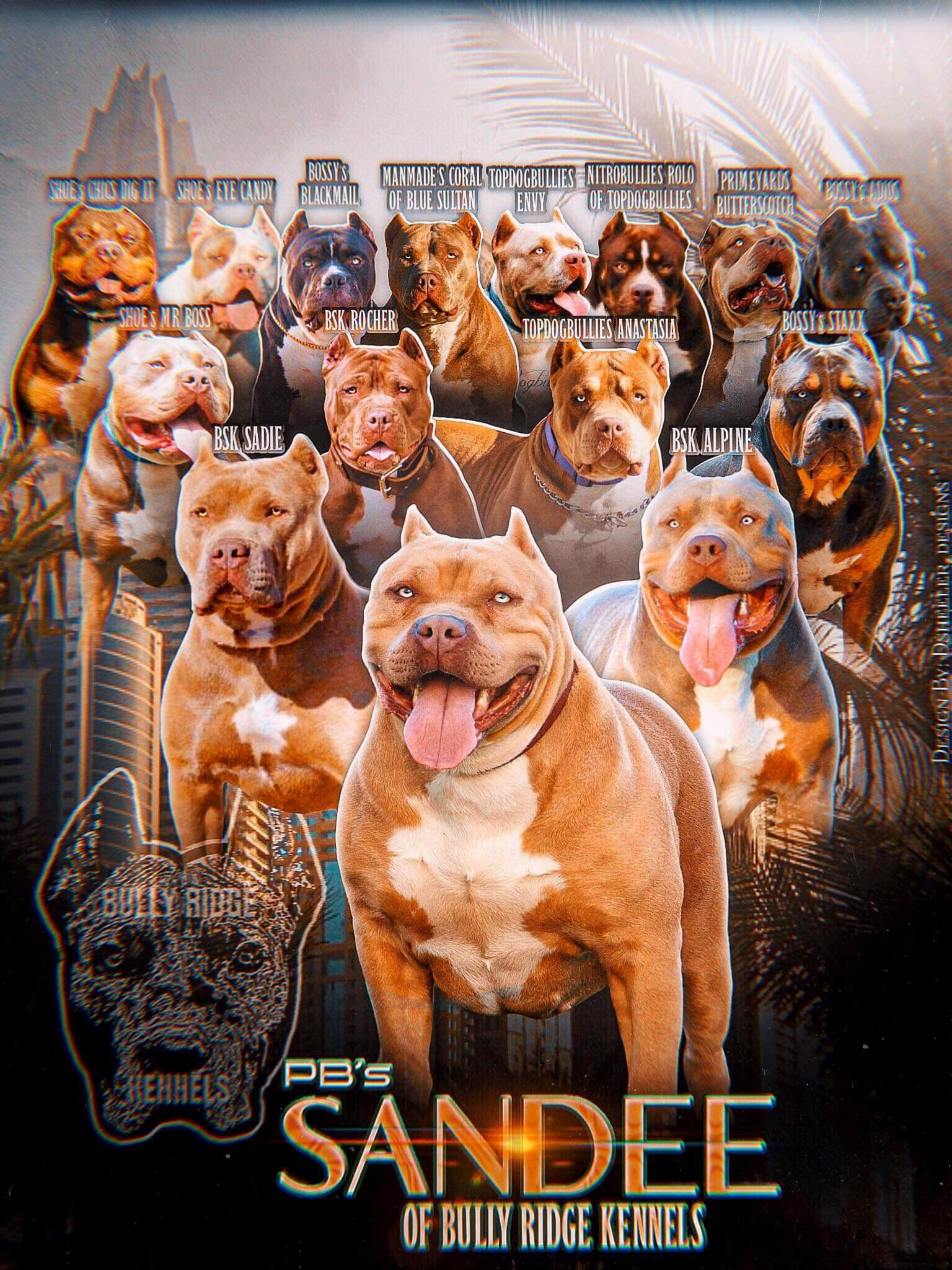 Dog Featured Image