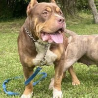 Dog Featured Image