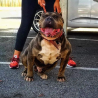 Dog Featured Image