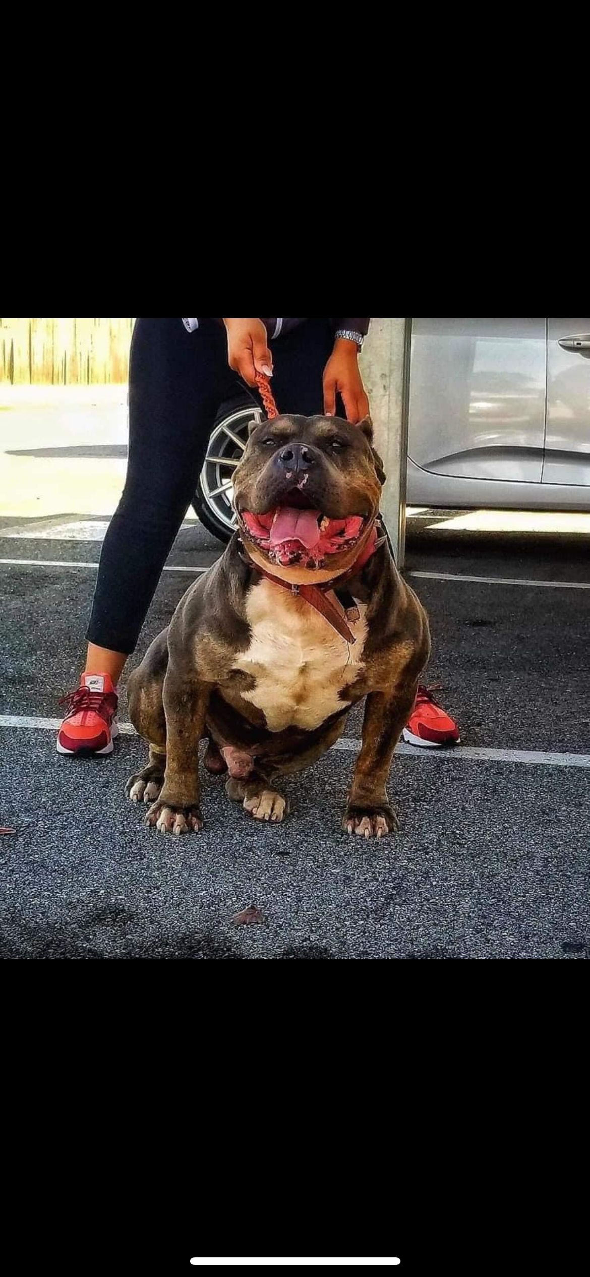 Dog Featured Image