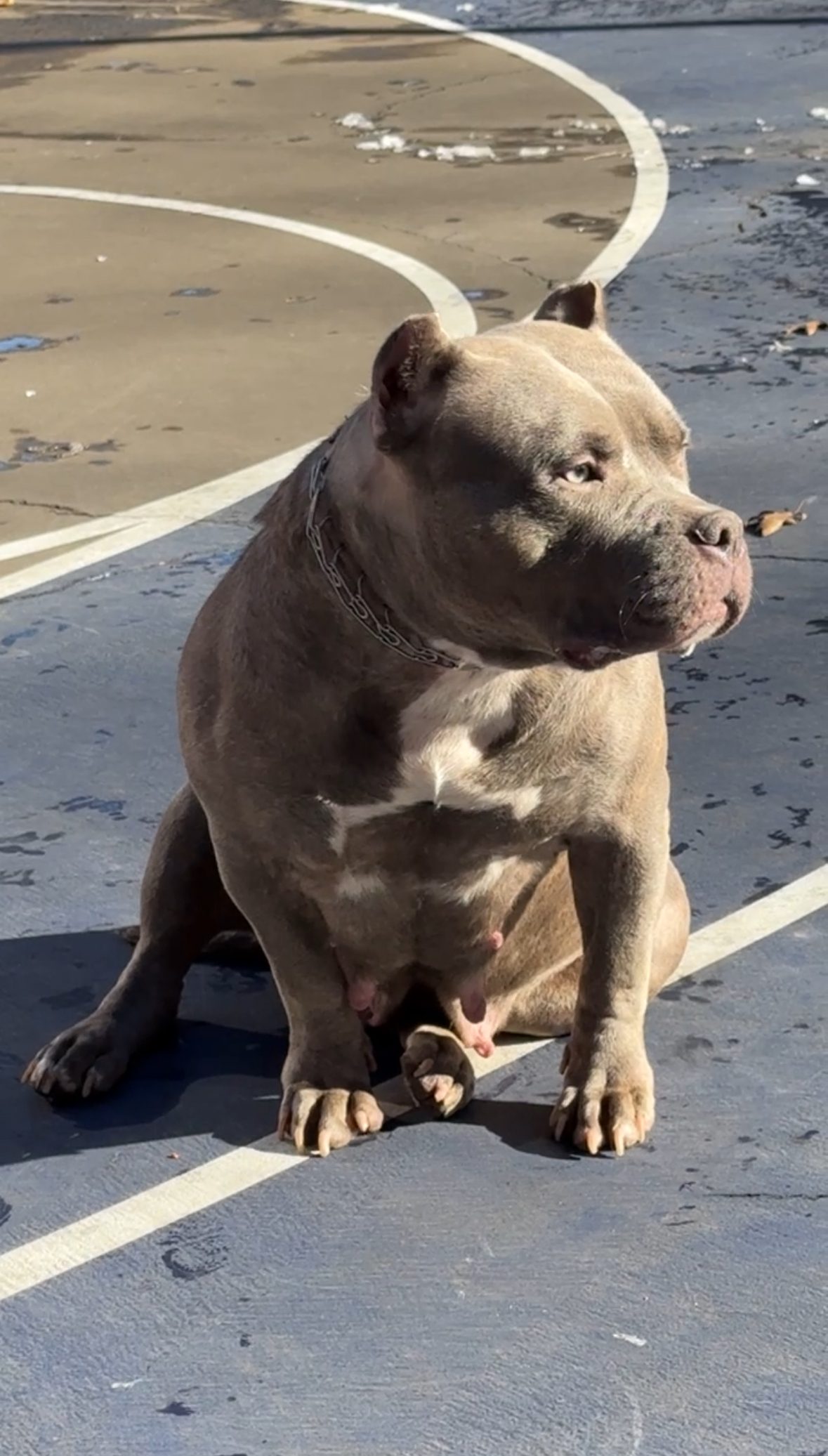 Dog Featured Image