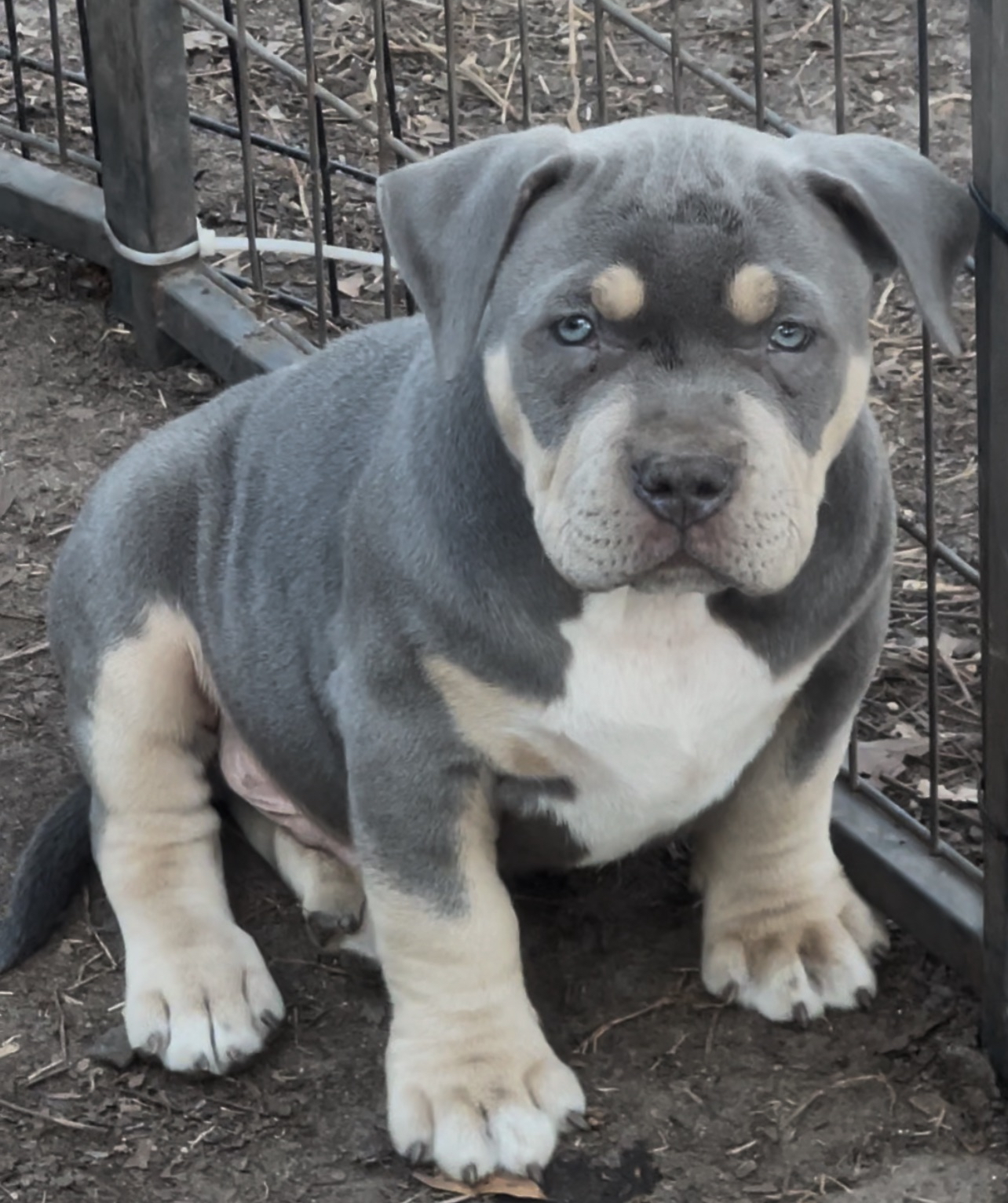 Dog Featured Image