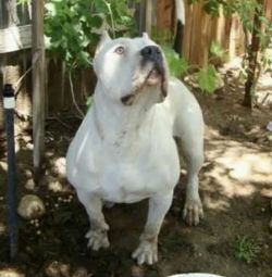Dog Featured Image