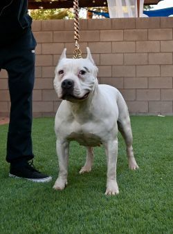 Dog Featured Image