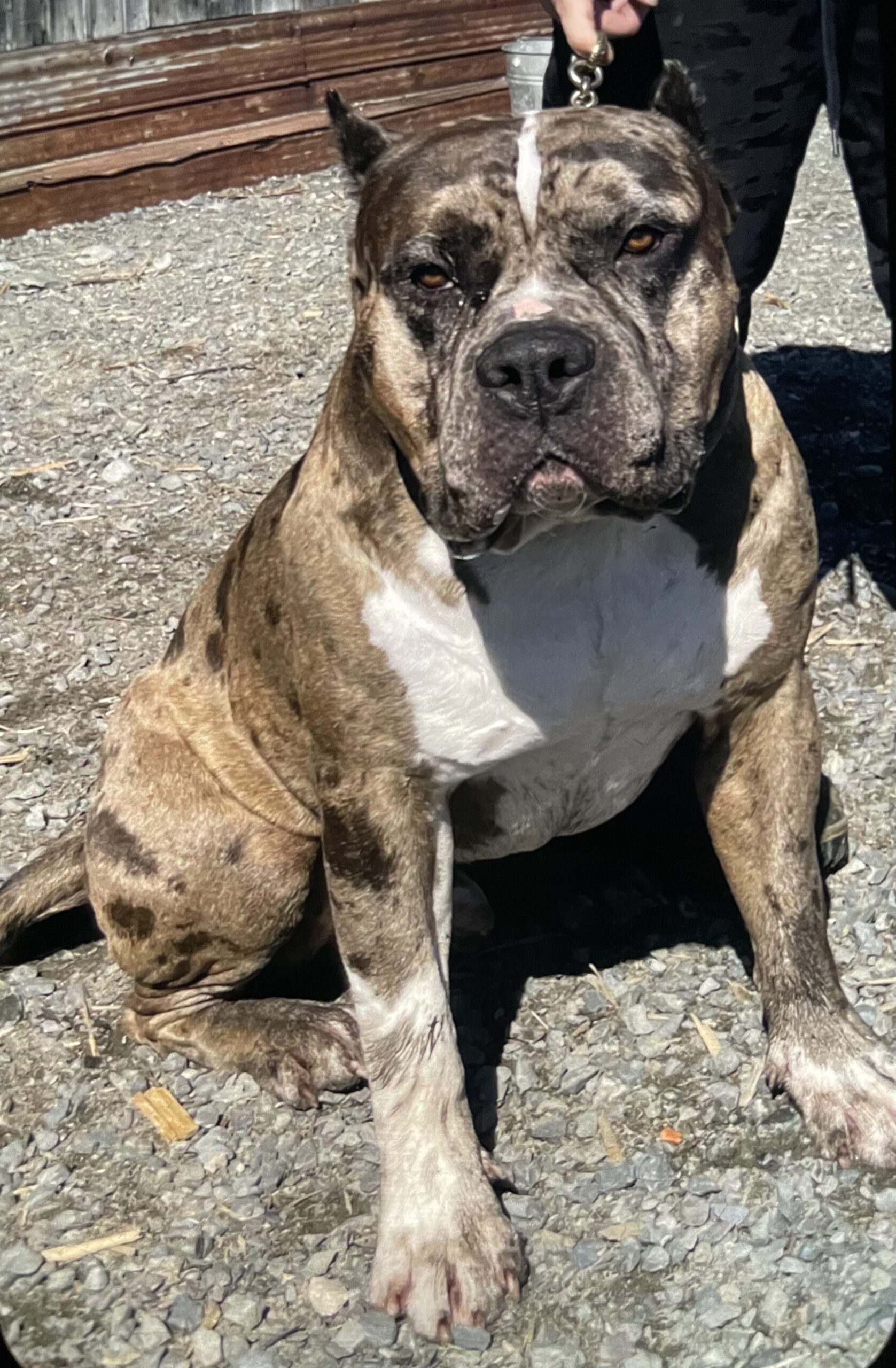 Dog Featured Image