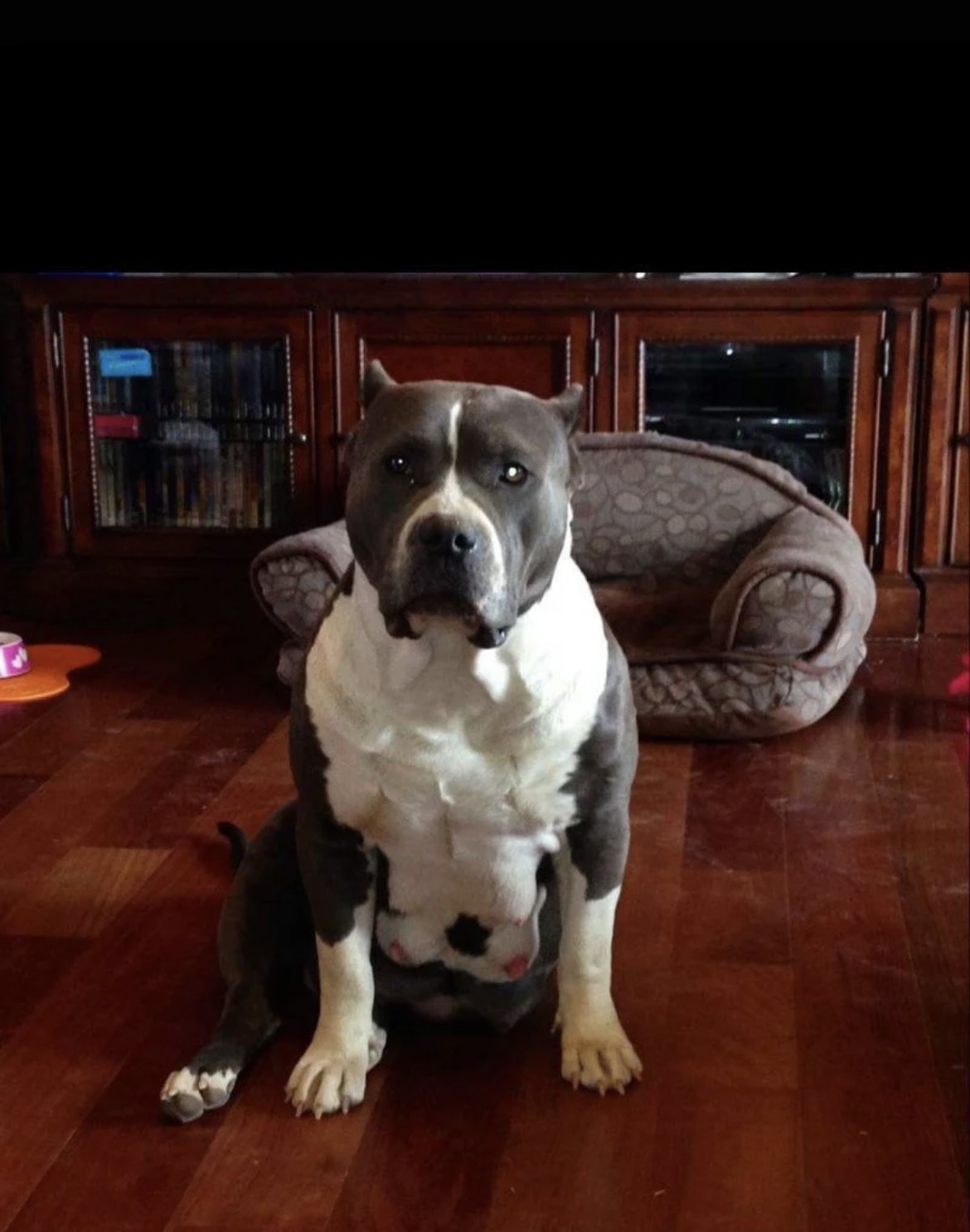 Dog Featured Image