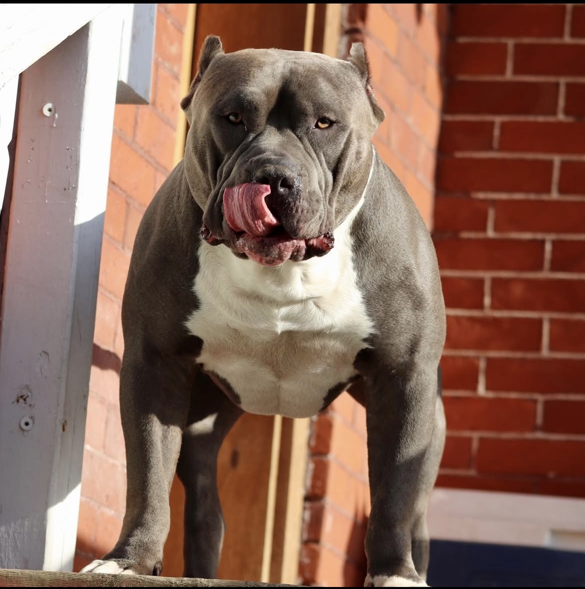 Dog Featured Image