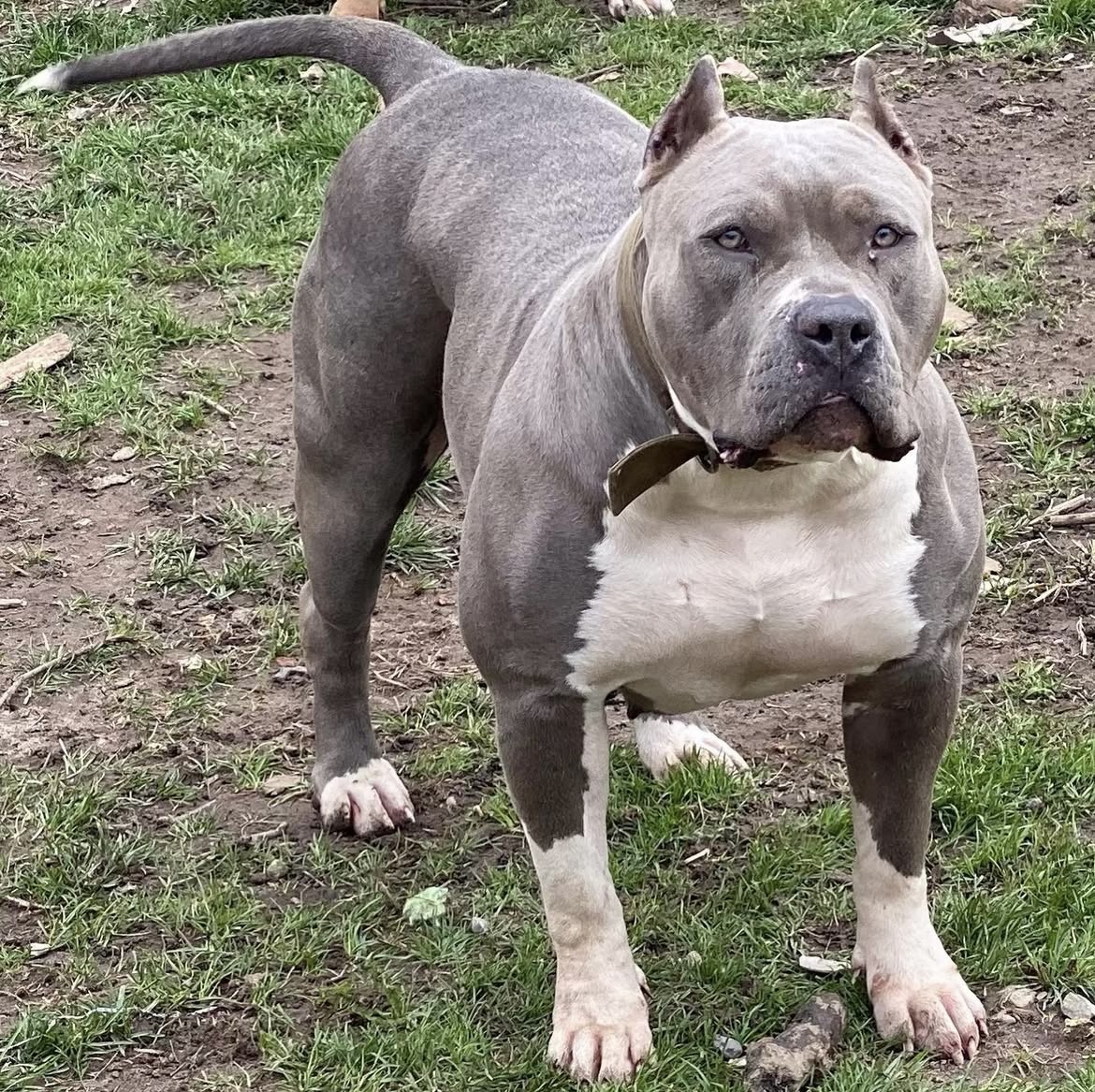 Dog Featured Image