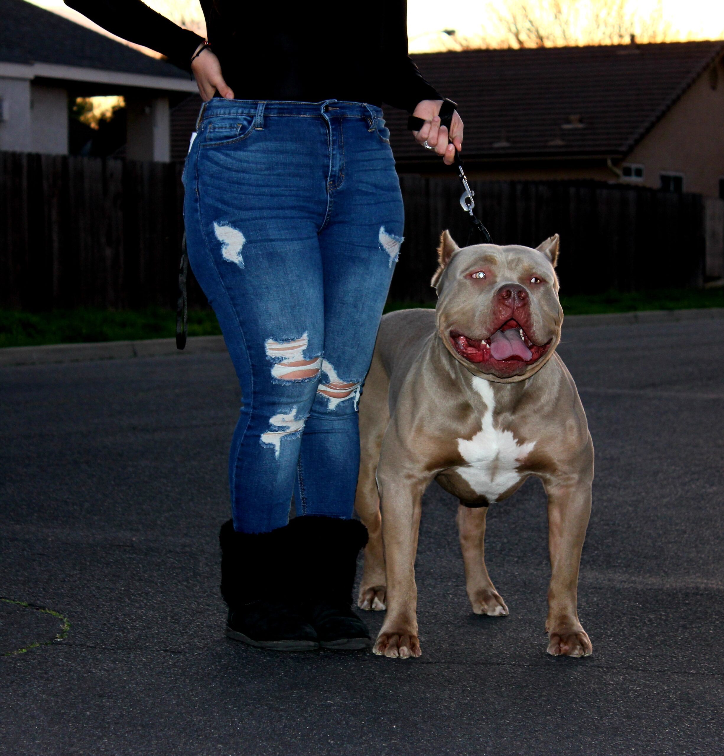 Dog Featured Image