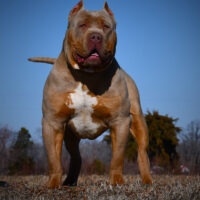 Dog Featured Image