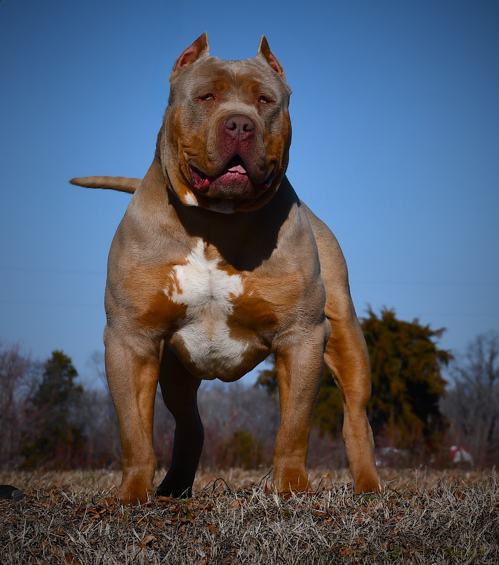 Dog Featured Image