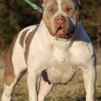 Boujee’s Mariko of Buffalo Bayou