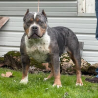 SOKBS NALA