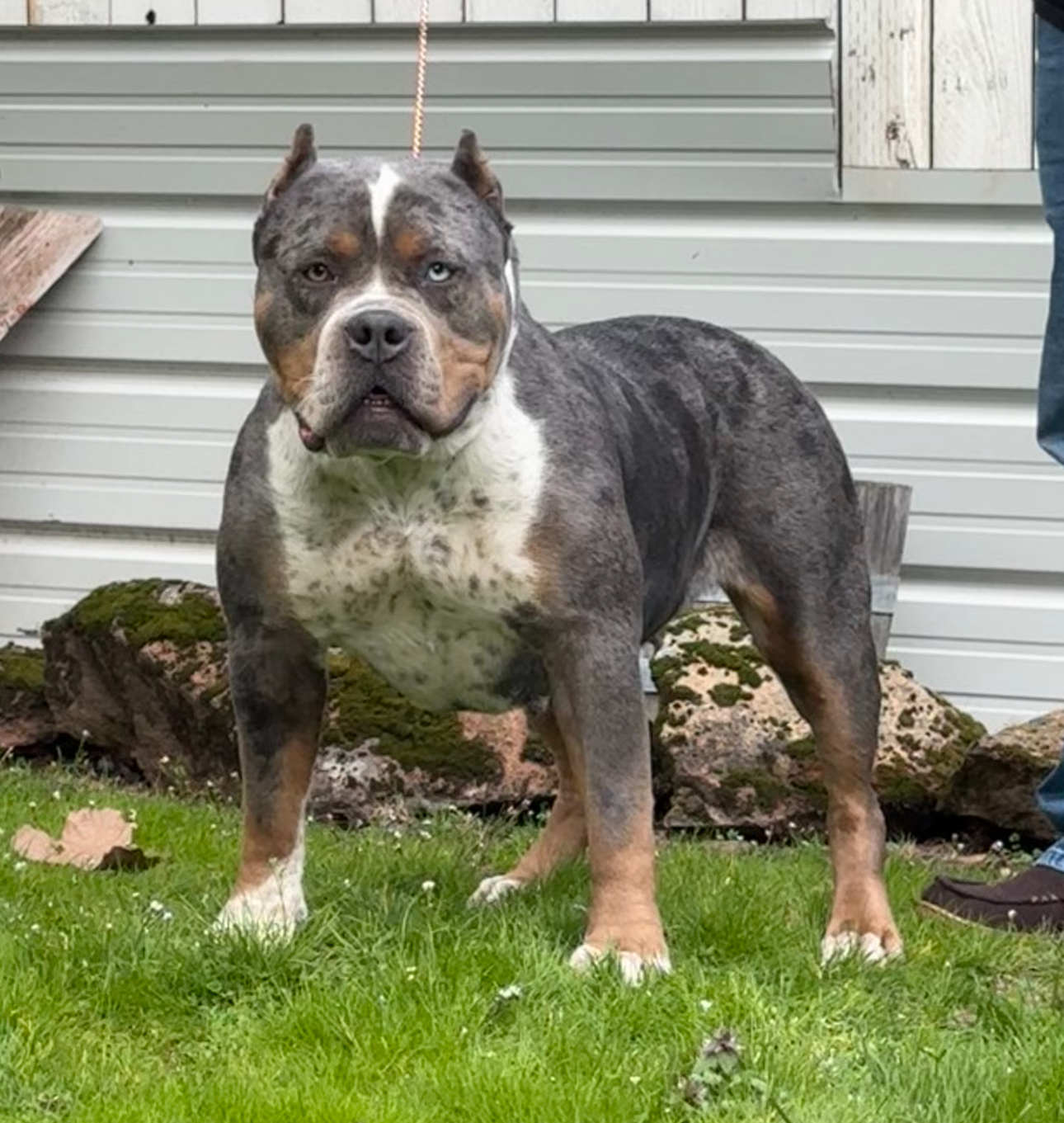 Dog Featured Image