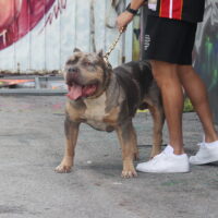 Ppk King