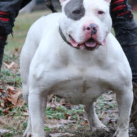 CUTTHROATS DREKA