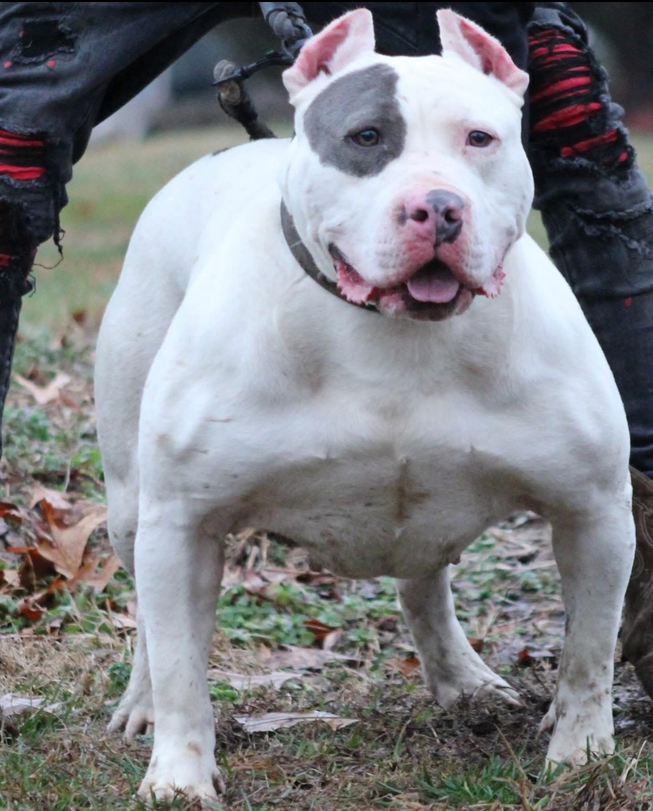Dog Featured Image