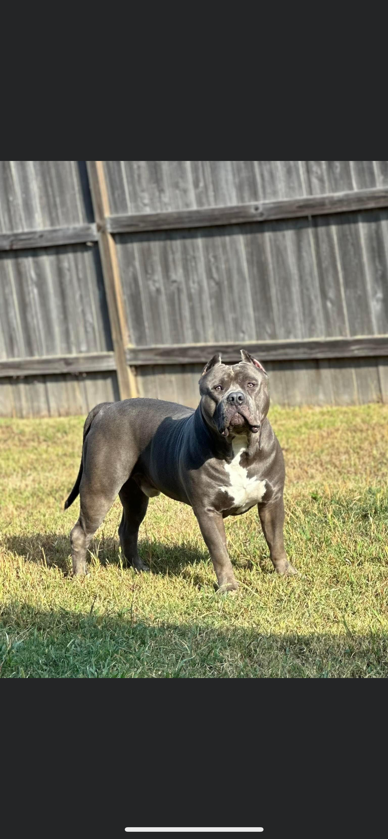 Dog Featured Image