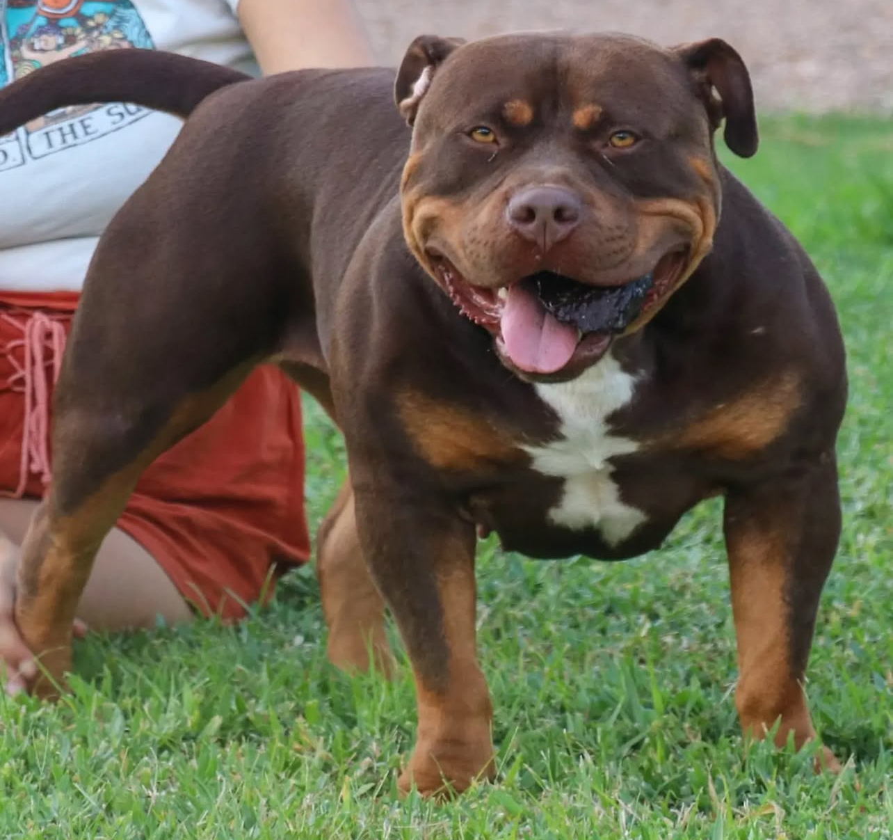 Dog Featured Image