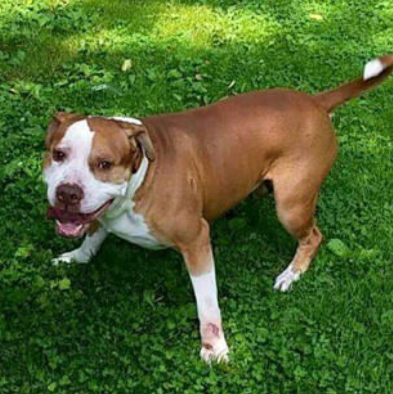 Dog Featured Image