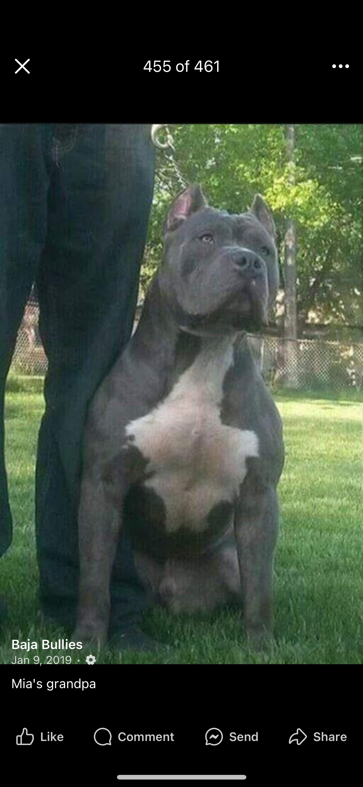 Dog Featured Image
