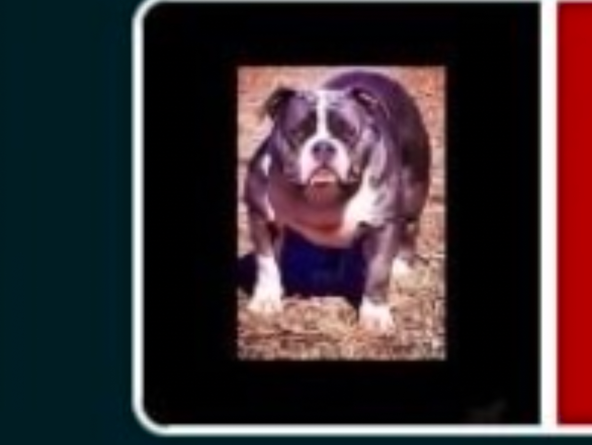 Dog Featured Image