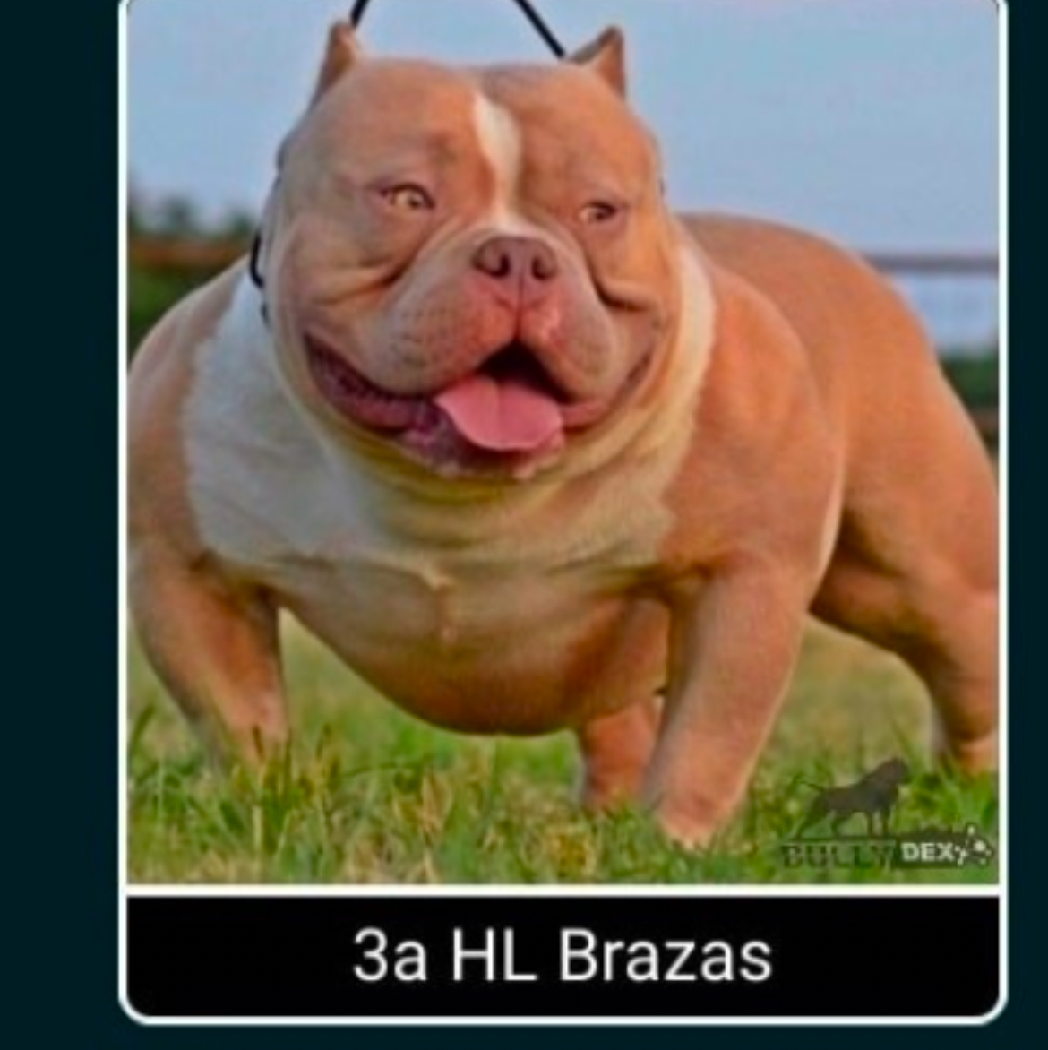 Dog Featured Image