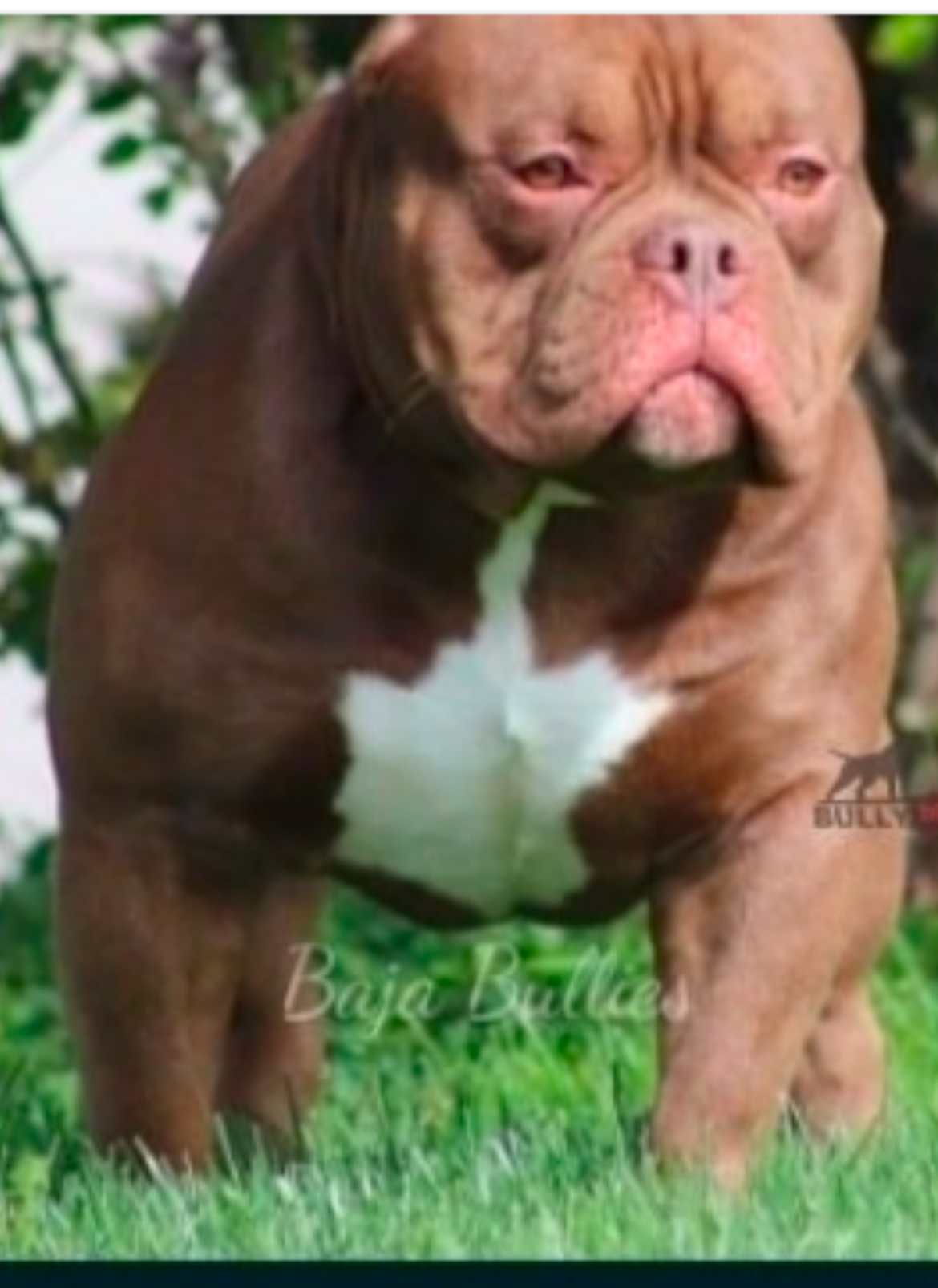 Dog Featured Image