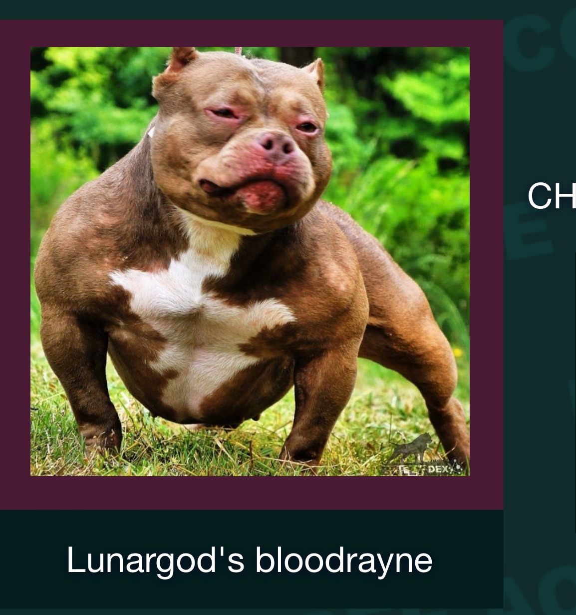 Dog Featured Image