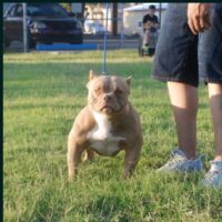 Dog Featured Image